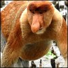 eriducebo