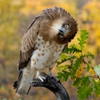 ulonokux
