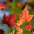 ejypuko