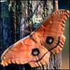 ajasyb