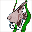 oxuwana oxuwana